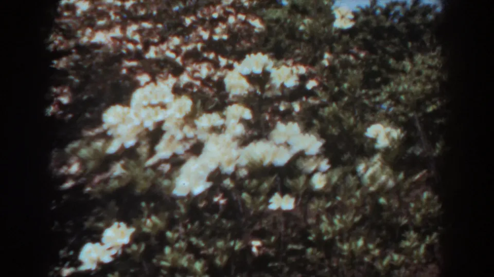 White flowering shrubs appear in a sun-dappled West Virginia garden, with visible 8mm grain and edge darkening.