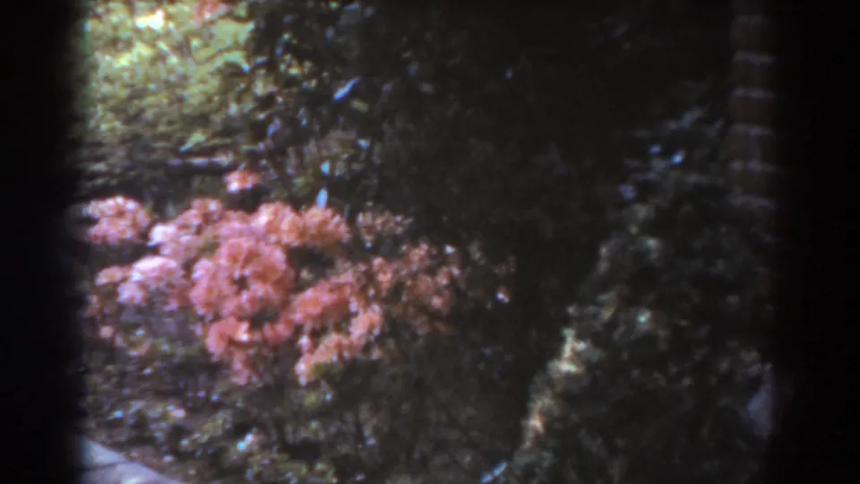Pink flowering shrubs bloom near a garden path in the supplied 1938 West Virginia home-movie footage.