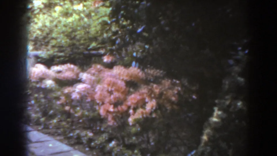 A soft 8mm frame of pink flowering shrubs and surrounding greenery in a West Virginia garden setting.