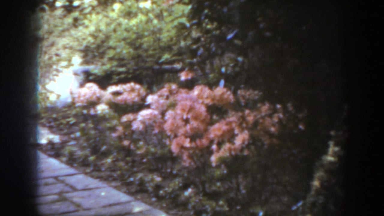 Stone garden path beside pink flowering shrubs and leafy plantings.