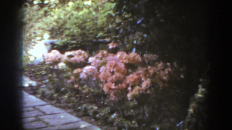 1938 West Virginia 8mm frame showing a stone garden walkway bordered by pink blooms, pale flowers, and shaded greenery.