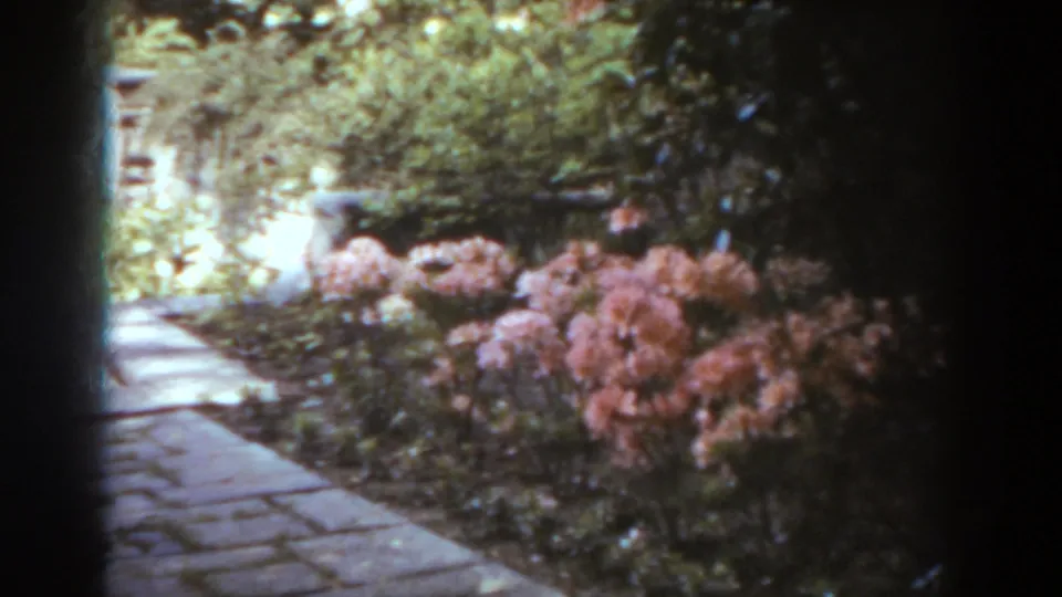Stone path in a West Virginia garden, with pink flowering shrubs and leafy branches filling the sun-dappled frame.
