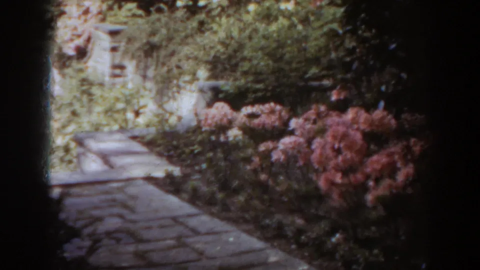 Soft 8mm frame of a West Virginia garden path bordered by blooming pink shrubs, low plantings, and trees.