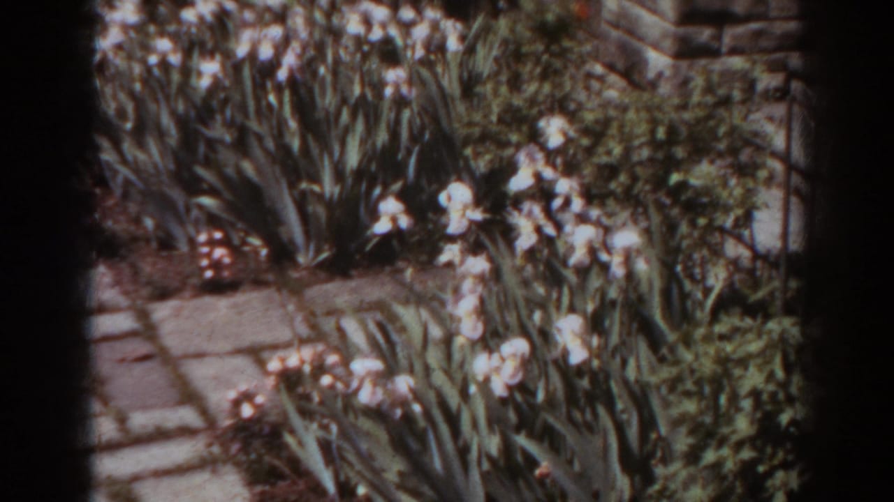 White irises beside a stone pathway in a sunlit garden.