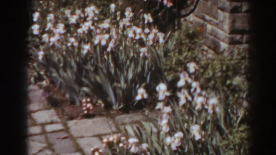 A flower bed of white irises and leafy plants lines a stone path in the West Virginia garden footage.