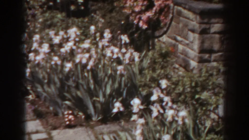White iris blooms, dense greenery, and a low stone wall appear in a soft 8mm garden frame from West Virginia.