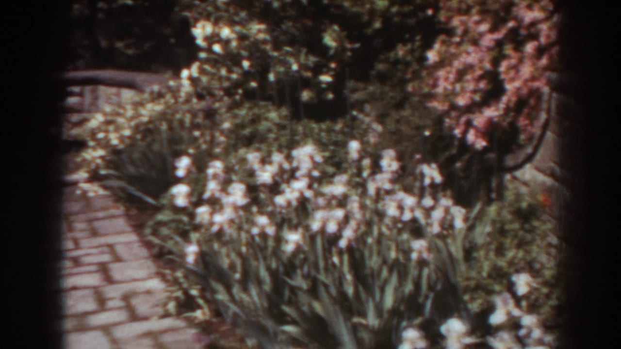 Brick garden path beside white flowers and leafy beds.