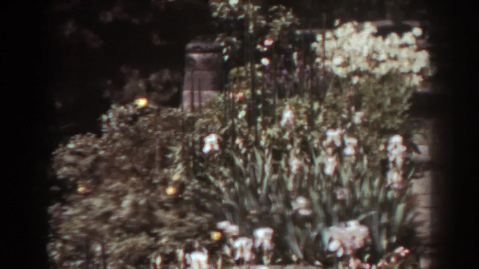 Soft 8mm frame of a flowering garden bed and brick walkway, with white blossoms and shaded foliage in West Virginia.