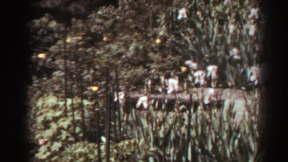 1938 West Virginia 8mm still showing tall flowering plants, yellow blossoms, garden supports, and a bed of long leaves in soft focus.