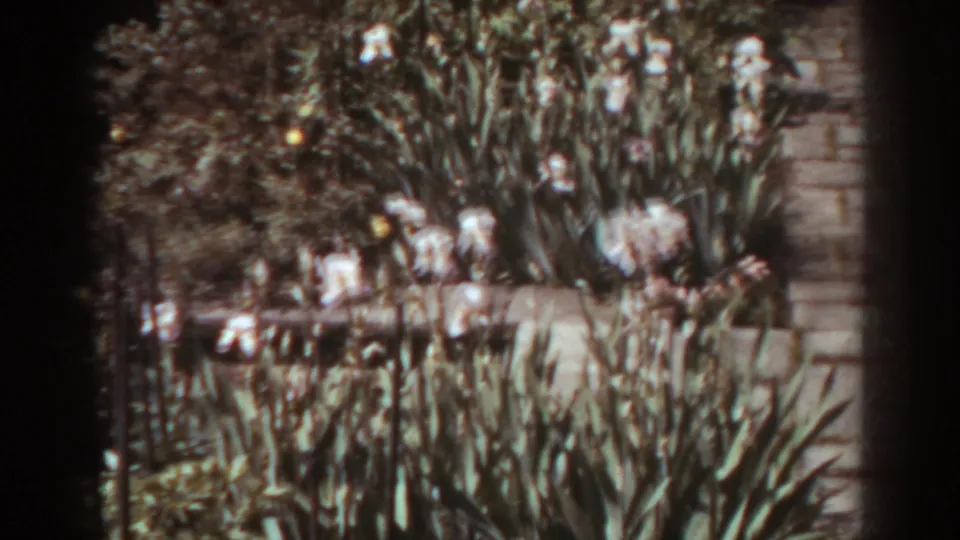 1938 West Virginia home-movie frame with white flowering plants, yellow blossoms, foreground leaves, and a masonry edge along the right side.
