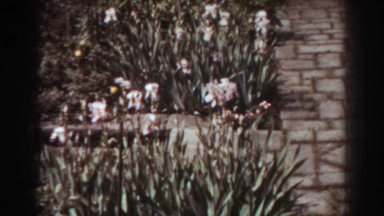 Garden bed with pale flowers beside stonework and foliage.