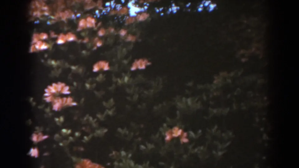 1938 West Virginia 8mm frame with pinkish-red blossoms set against dense green leaves and darker garden background.