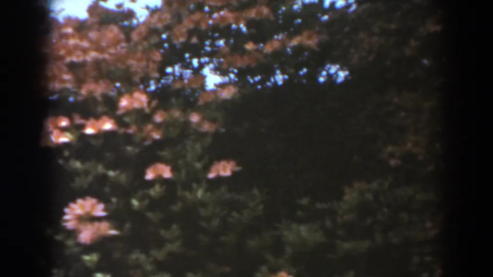 1938 West Virginia 8mm frame showing a flowering shrub with red-toned blooms beneath a leafy canopy in daylight.
