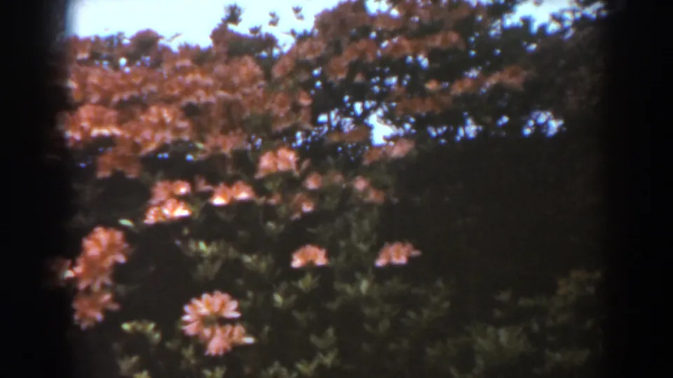 1938 West Virginia 8mm frame showing scattered pinkish-red flowers among dense foliage and sunlit leaves.