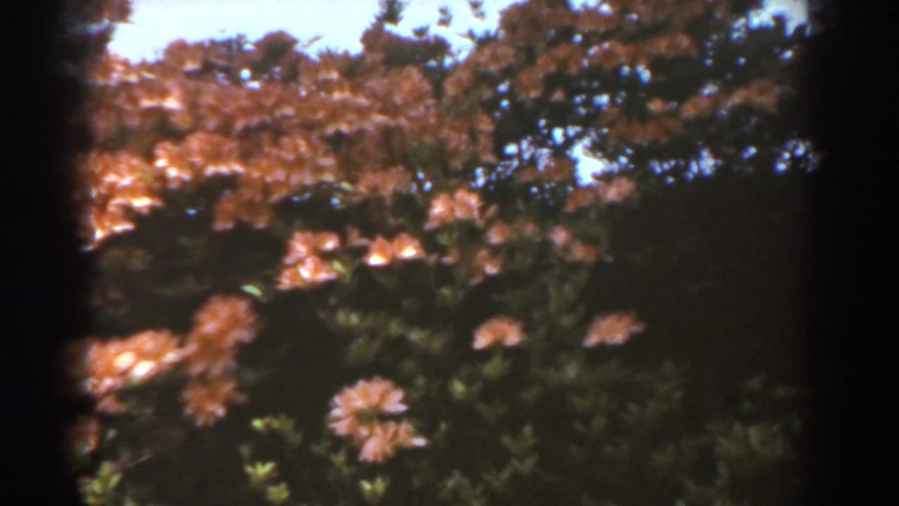 Orange-pink flower clusters on a green bush in bright daylight.