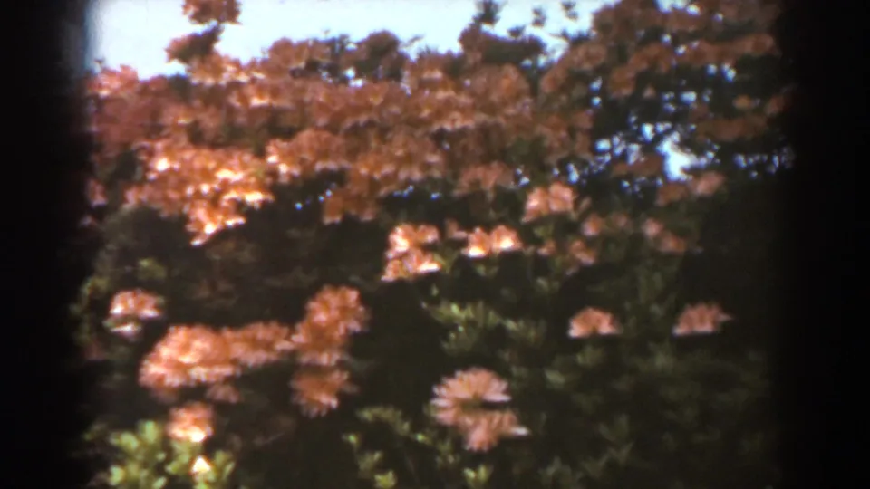 1938 West Virginia garden footage frame with clustered orange-pink blossoms, green foliage, and visible 8mm frame edges.