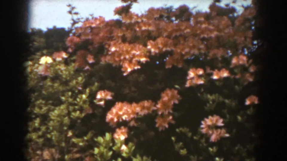 1938 West Virginia 8mm frame showing a flowering garden bush, soft focus foliage, and warm color in sunlit conditions.