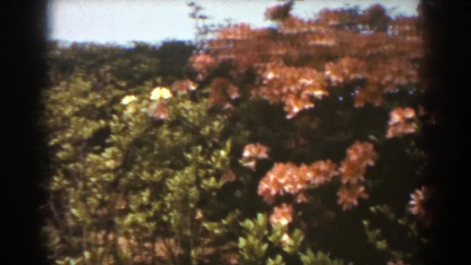 1938 West Virginia home-movie still of orange-pink flowering shrubs beside bright green garden vegetation.