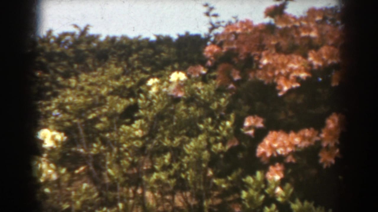 White and reddish-pink flowers growing among dense green shrubs in bright daylight.