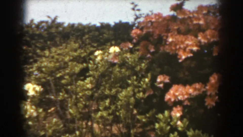 1938 West Virginia 8mm frame showing white and reddish-pink garden flowers among dense green foliage, with dark film edges visible.