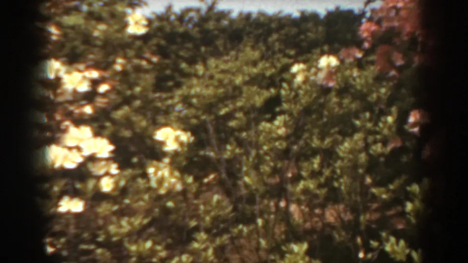 1938 West Virginia garden view with white blossoms, reddish-pink flowers, and leafy shrubs captured in soft 8mm color.