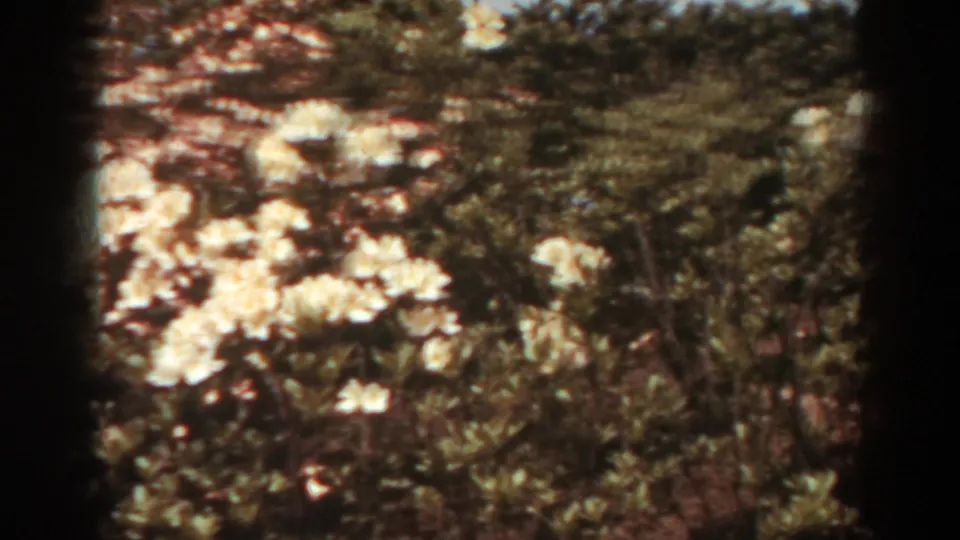 Soft 8mm frame from West Virginia in 1938 showing clusters of white garden flowers against dark green leaves and reddish background blooms.