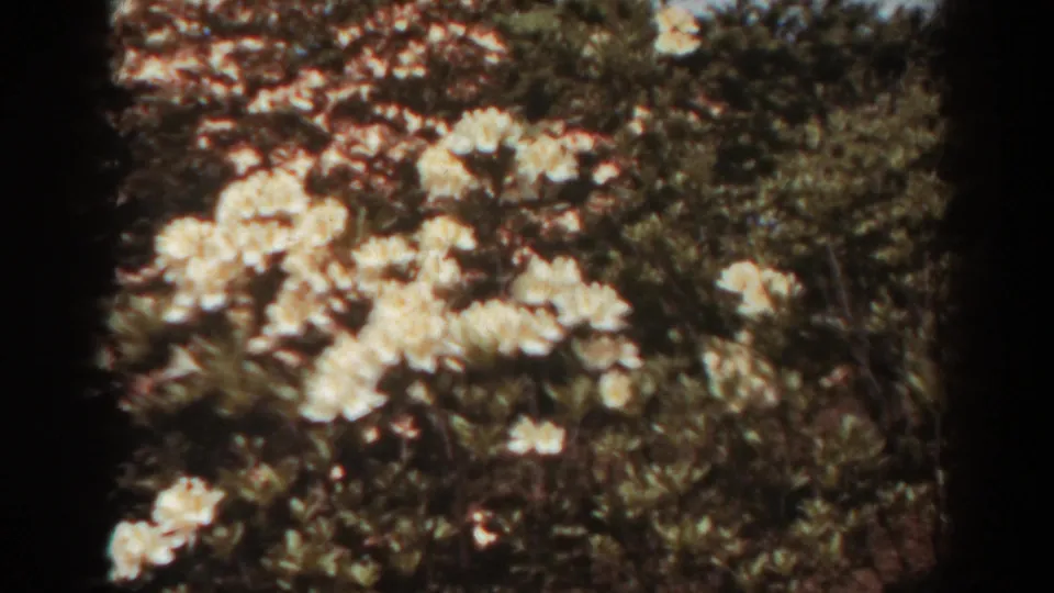 1938 West Virginia 8mm garden frame with white flower clusters, leafy shrubs, and reddish blossoms in a softly exposed home-movie view.