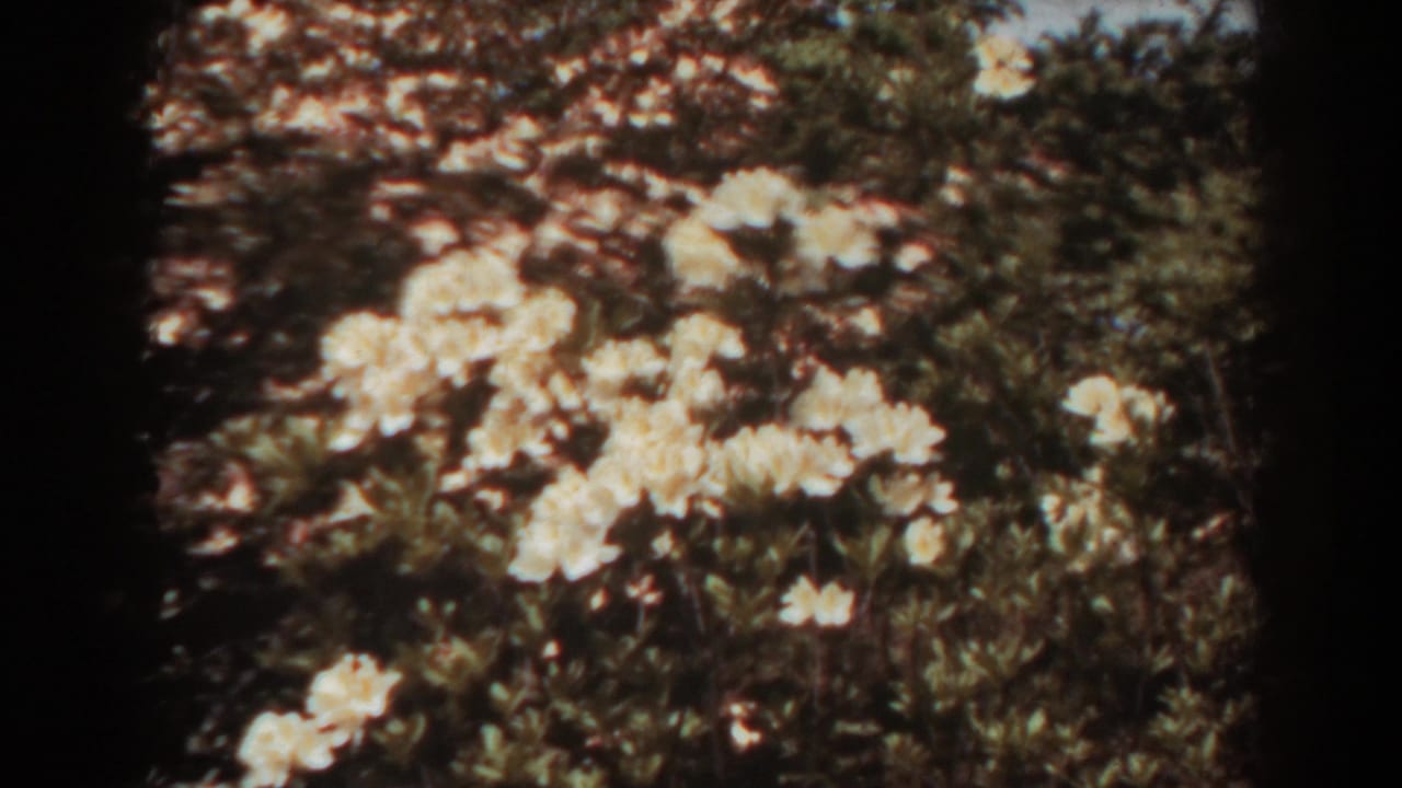 Cream-white flowers blooming among dark green garden foliage.