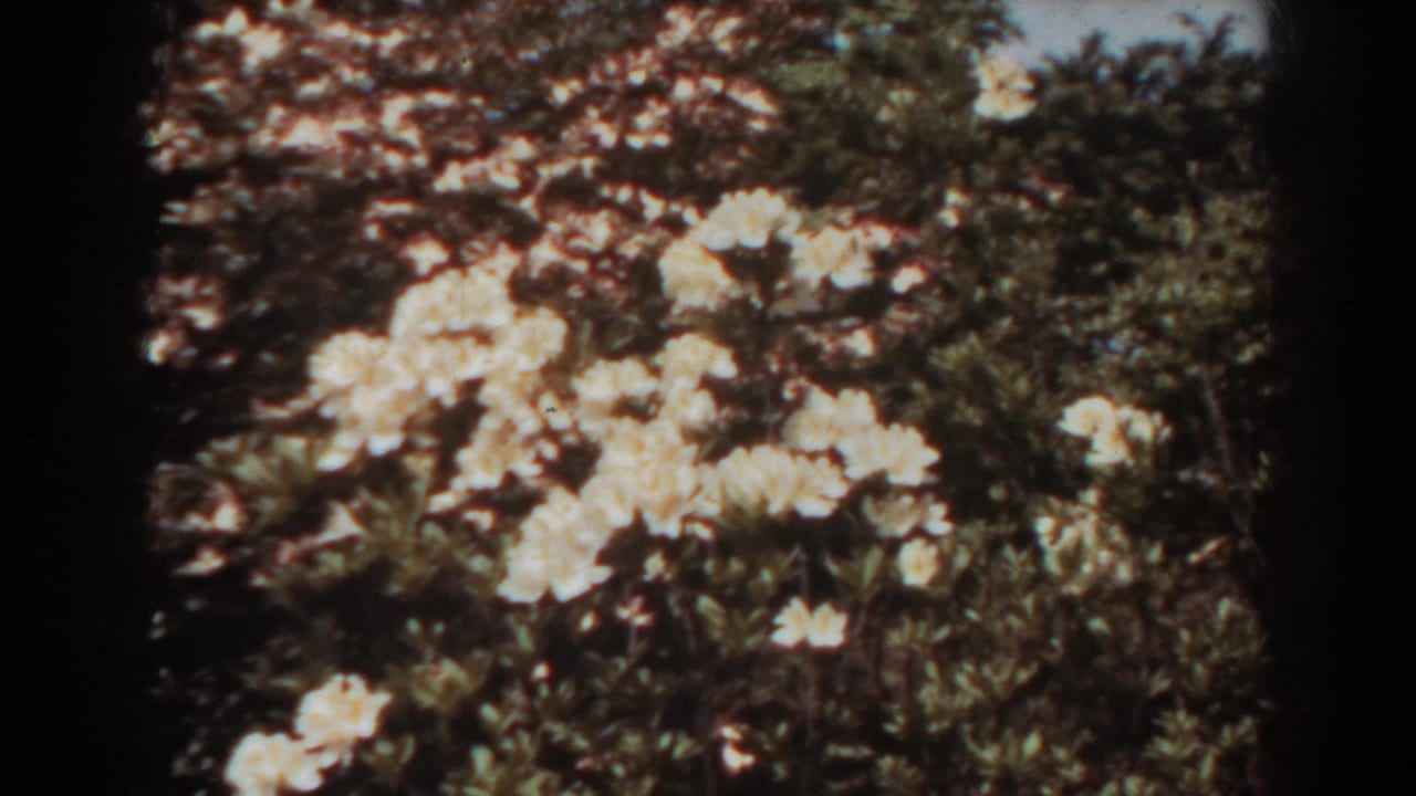 Clusters of pale garden flowers seen close against leafy shrubs.