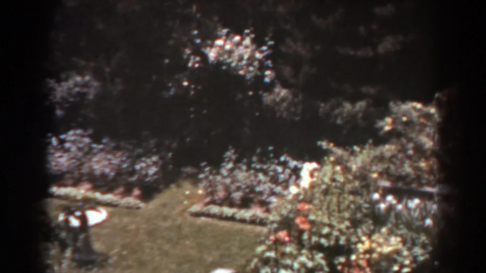 West Virginia home-movie garden view with lawn, clustered blossoms, shrubs, and deep tree shade across the background.
