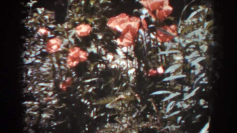Close 8mm view of red-orange blossoms and dense foliage in a 1938 West Virginia garden.
