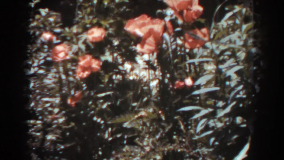 1938 West Virginia home-movie frame with red-orange flowers, leafy stems, and dark 8mm edge vignette.