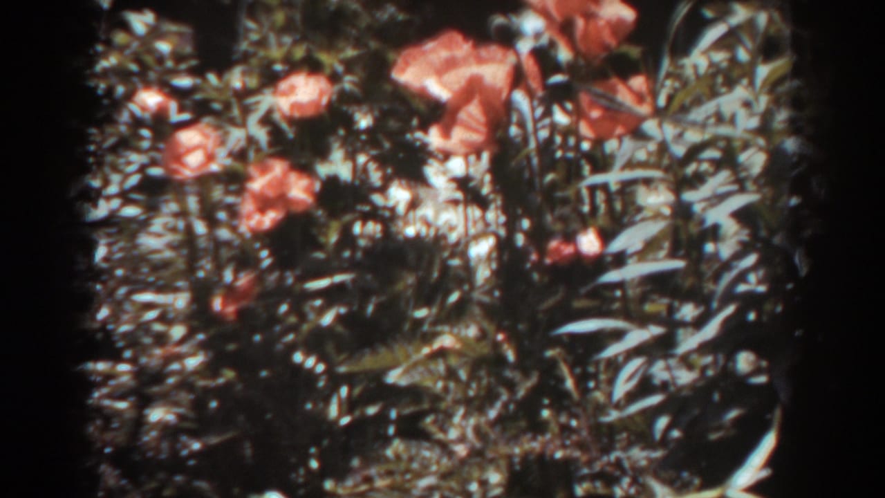 Orange flowers and dense green foliage in a sun-dappled garden patch.