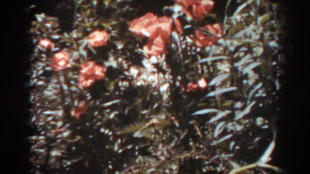 A close garden view shows orange flowers and dense foliage, consistent with the 1938 West Virginia home-movie metadata.