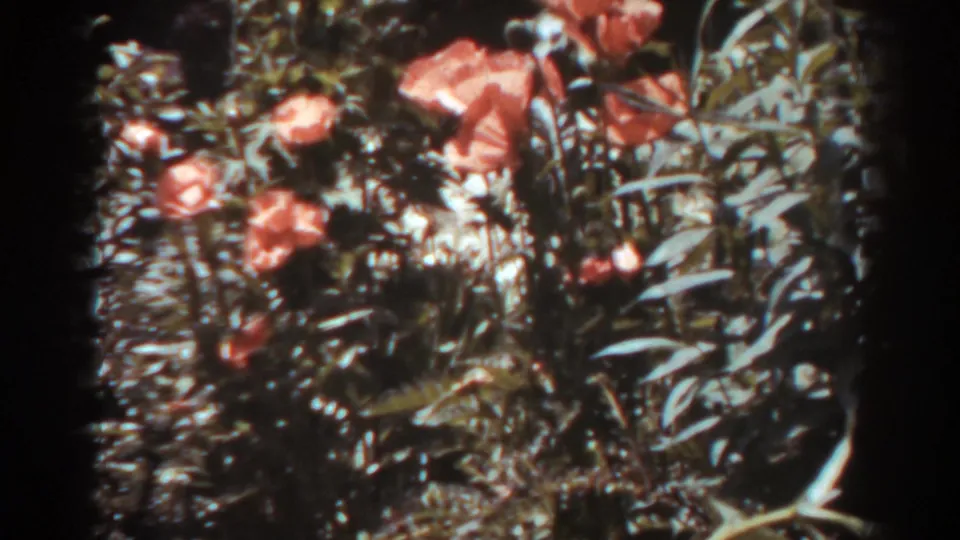 A close garden view shows orange flowers and dense foliage, consistent with the 1938 West Virginia home-movie metadata.