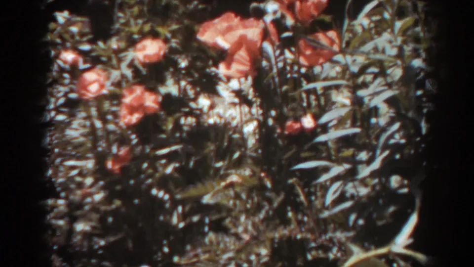 Orange flowers and layered foliage fill a soft, grainy 8mm frame from the West Virginia garden scene.