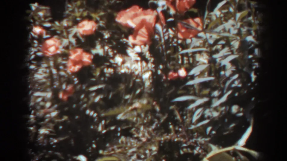 The final frame holds on orange poppy-like flowers and dense green plants in the 1938 West Virginia 8mm garden footage.