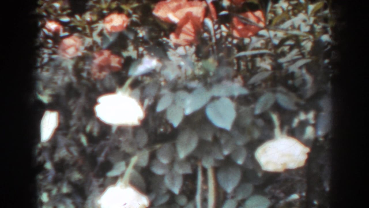 Pale and pink rose blooms among dark green garden foliage.