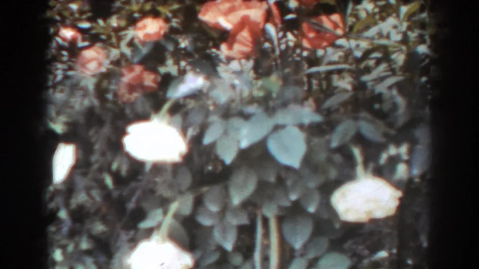 1938 West Virginia 8mm frame showing pale and pink roses in dense garden foliage, with soft focus and dark frame edges.