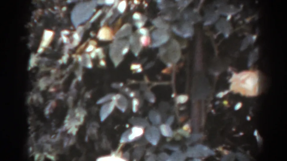 1938 West Virginia 8mm still showing rose blooms partly cropped by a close view of dense leaves and stems.