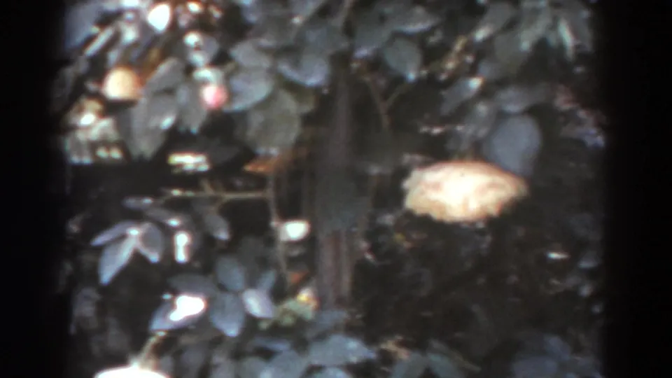 1938 West Virginia home-movie frame with pale rose blooms, layered leaves, and soft 8mm exposure in a garden close-up.