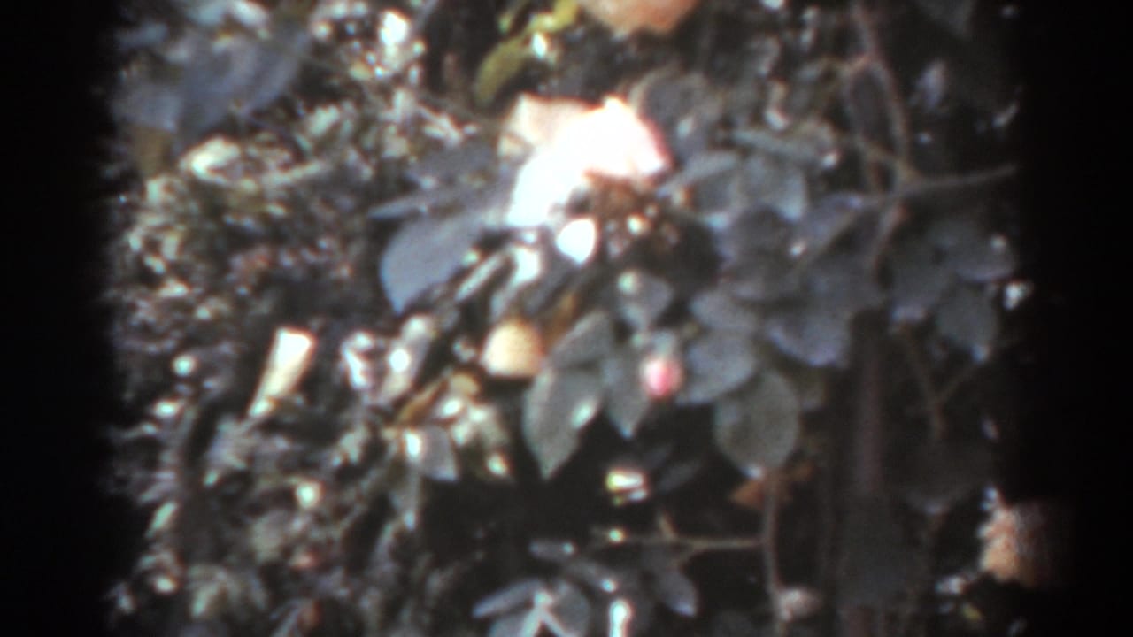 Soft close-up of dense leaves and pale rounded objects among foliage.