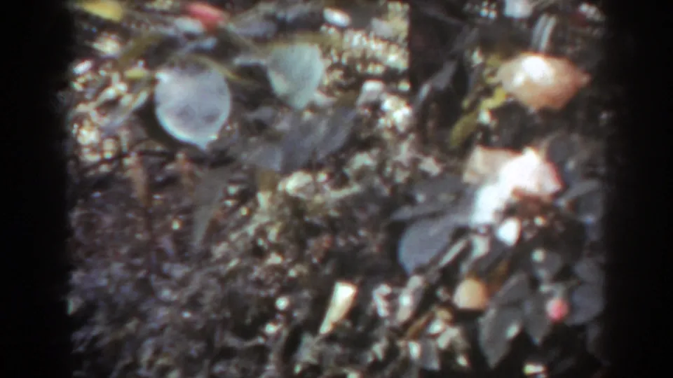 Close 8mm view of West Virginia foliage, with overlapping leaves, a pale rounded fruit-like form, and mottled sunlight.