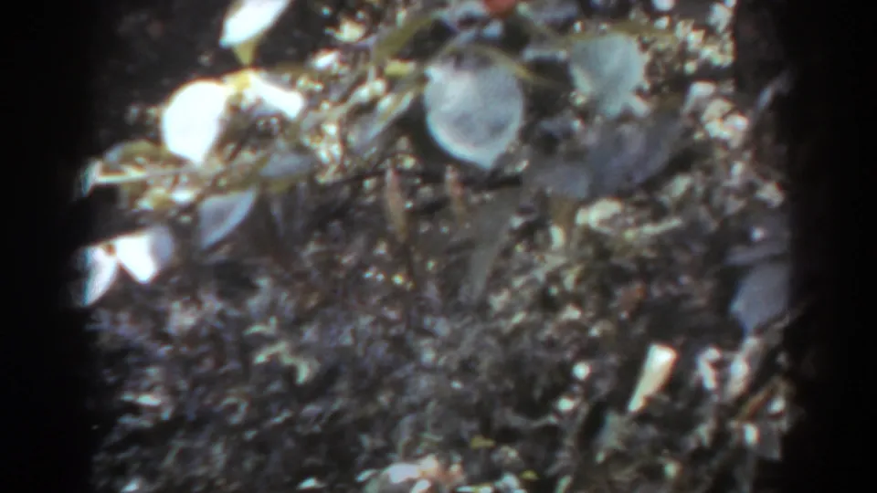 1938 8mm home-movie frame of shadowed plant life in West Virginia, with broad leaves, stems, and pale fruit-like shapes.