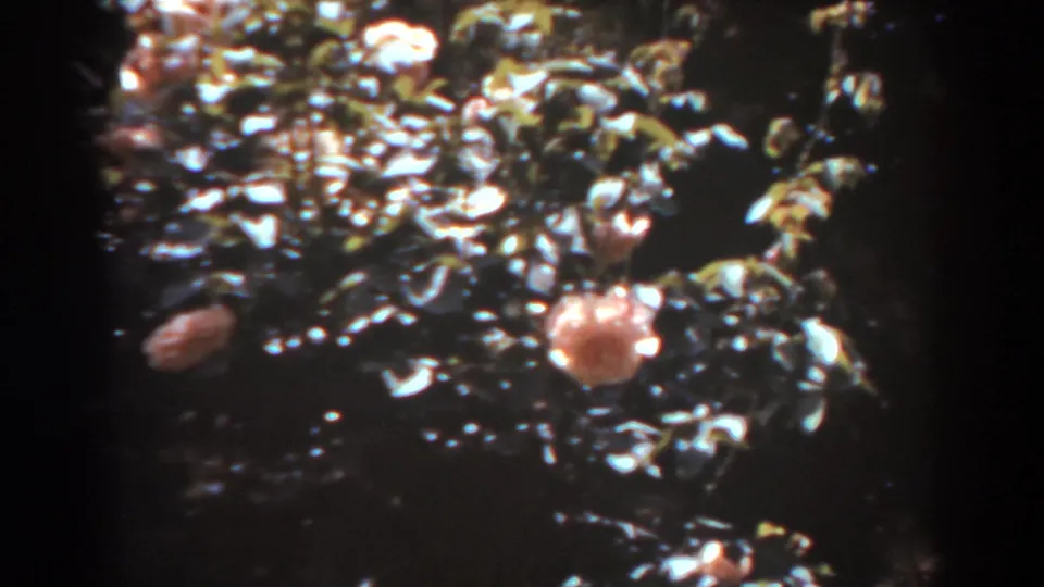 Final 8mm frame showing dense West Virginia foliage with peach-colored fruit-like objects, bright leaf highlights, and heavy vignette.