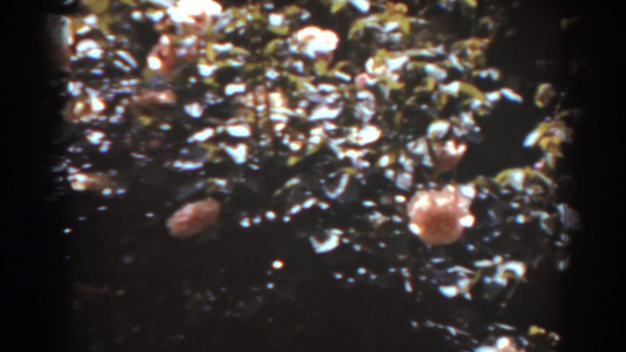 Pink roses and green leaves in bright, dappled sunlight.