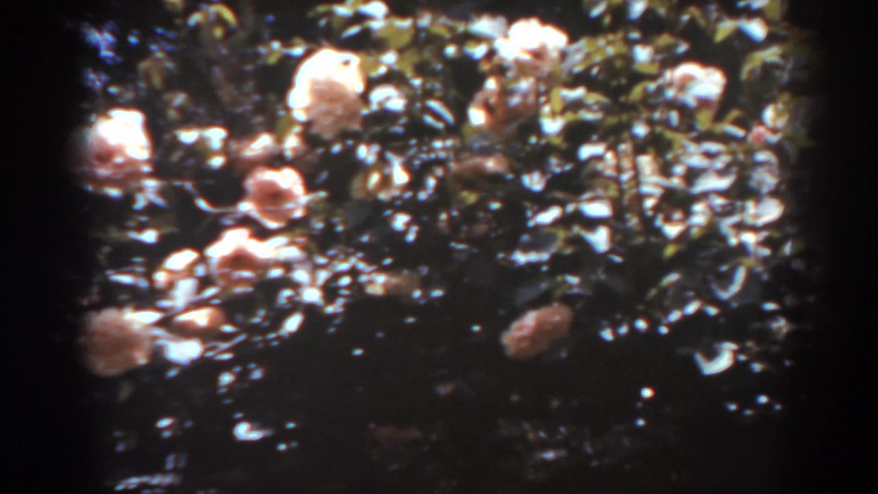 1938 West Virginia 8mm frame of pale pink rose blooms clustered across glossy green leaves in uneven garden light.