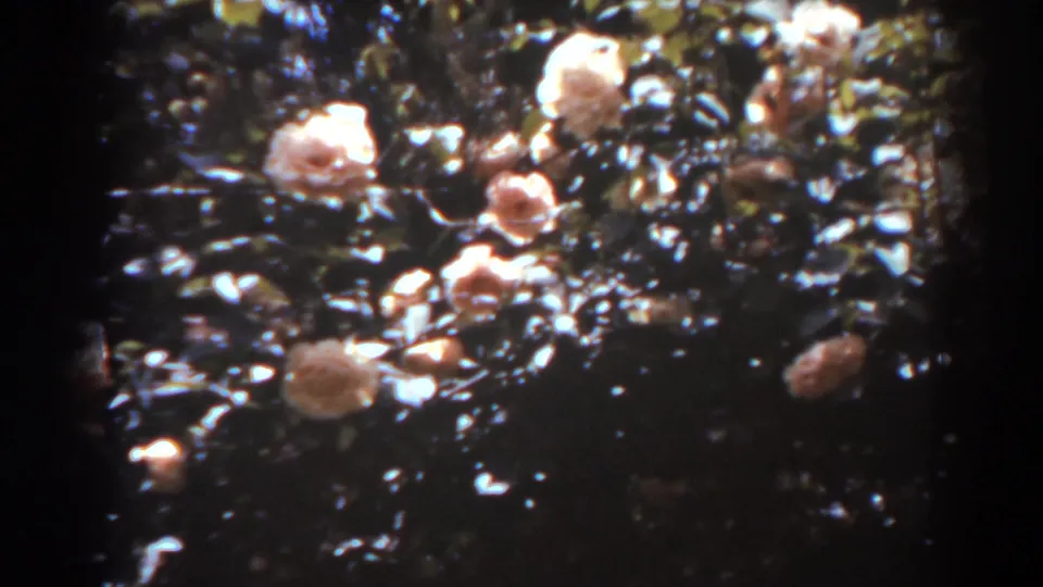 1938 West Virginia 8mm frame showing pink rose blossoms framed by dense leaves, shadowed areas, and bright film highlights.