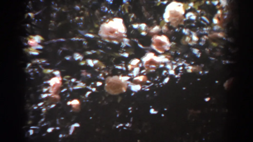 1938 West Virginia 8mm frame with pink roses and dense foliage, softened by grain, exposure shifts, and dark gate edges.