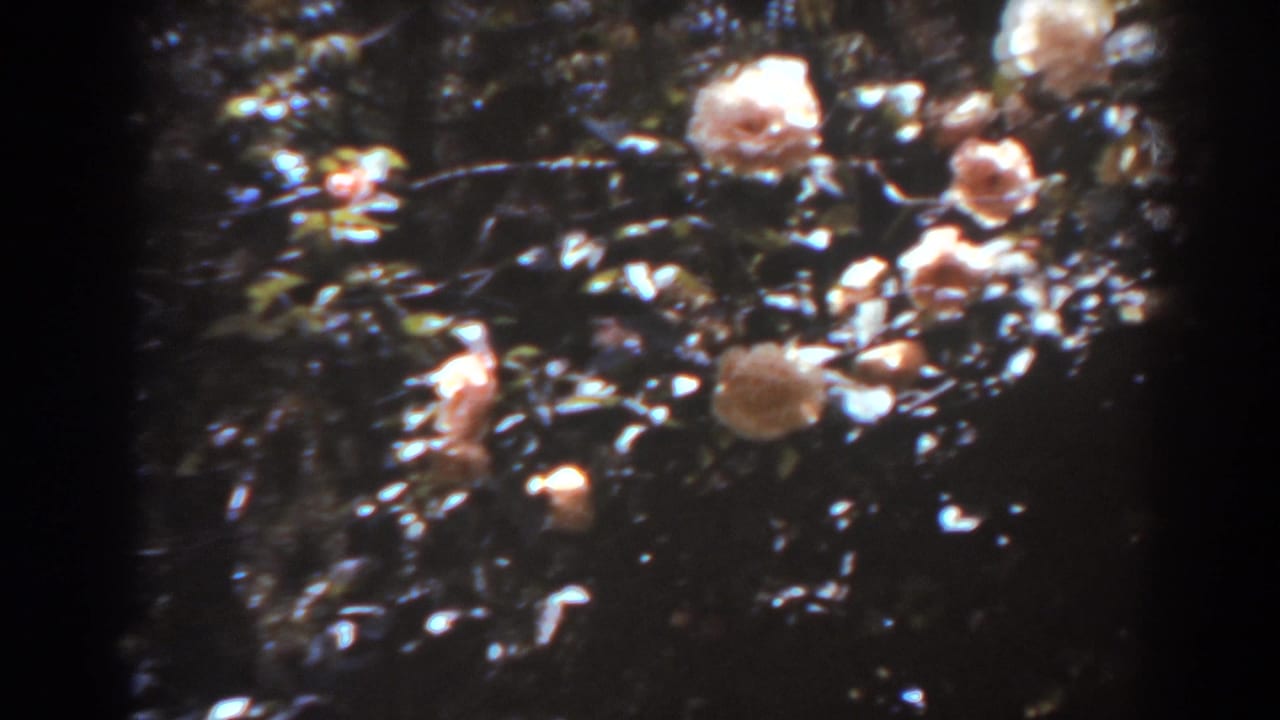 1938 West Virginia 8mm frame showing pink flowers scattered through dense green foliage with dark film borders.